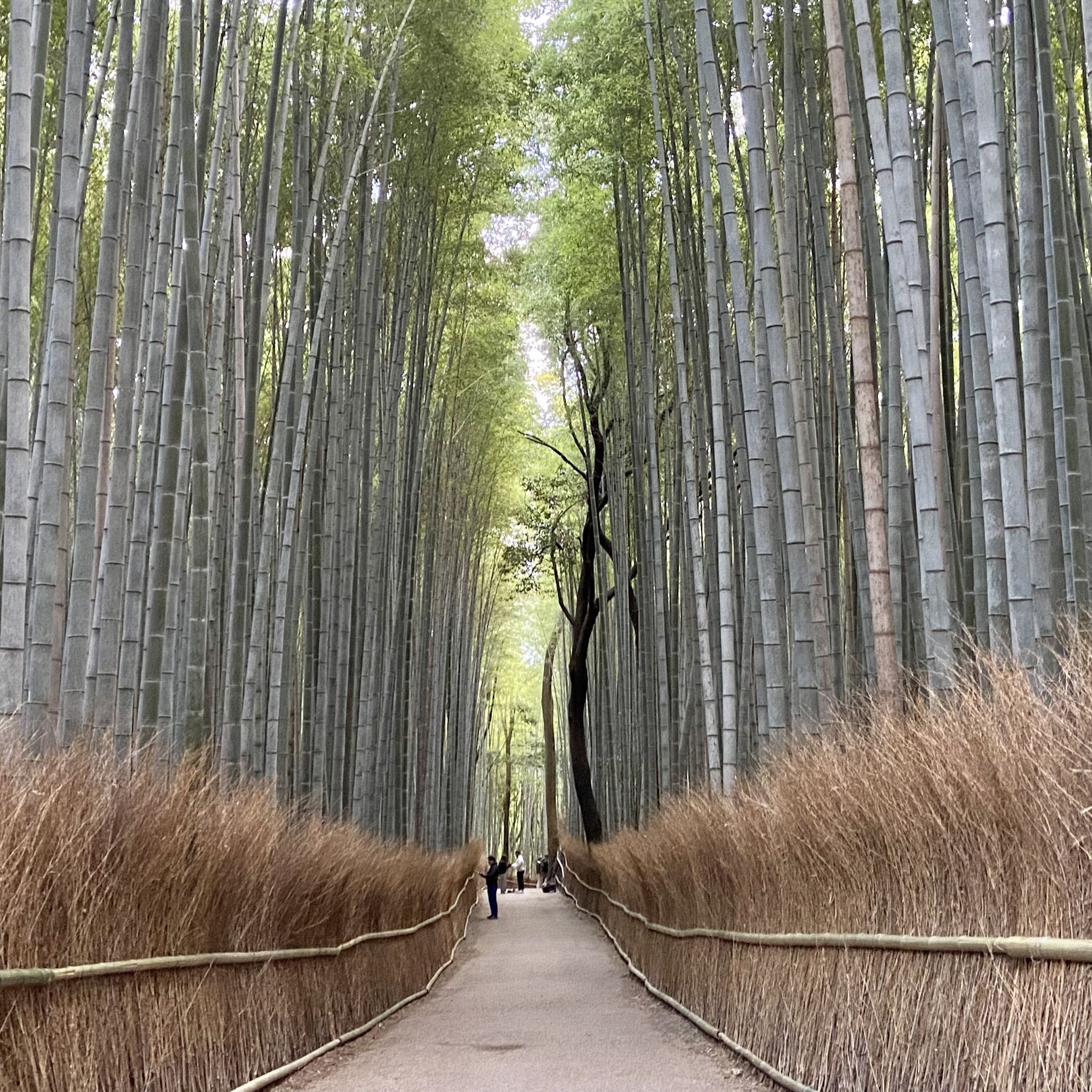 世界的に有名な京都・嵐山の竹林。ウィリアム・ムーアは、１８８０年に竹の調査のために京都を訪れた際、当時の京都府知事の紹介のもと嵐山、向日、八幡など、いくつもの竹産地を回ったらしい。