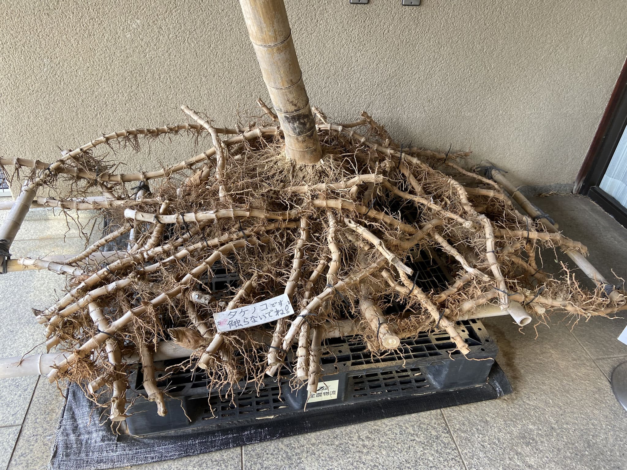 モウソウチクの地下茎。