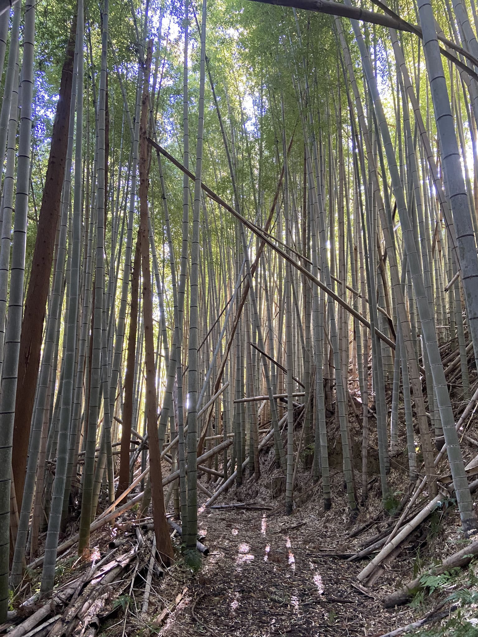タケが密集したモウソウチクの放置竹林。真昼だが、林内はかなり薄暗く不気味な雰囲気。千葉県鴨川市にて。