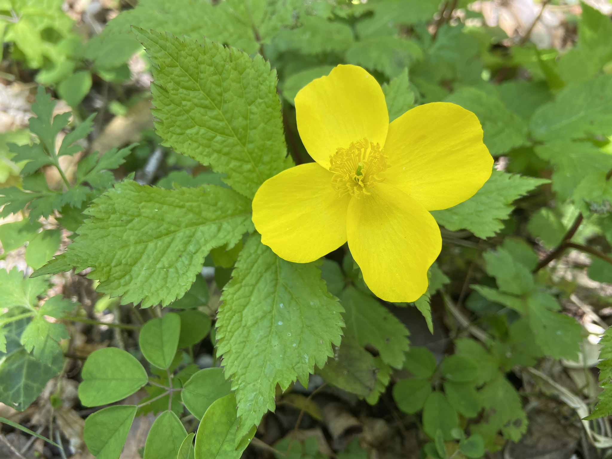 明るい落葉広葉樹林の林床を主な棲家とするヤマブキソウ。竹林の拡大によって生息地が減ったせいで、近年急速に数を減らしている。この写真は神奈川県相模原市の雑木林で撮ったモノだが、このすぐ背後にはモウソウチクの竹林が迫っていた。
