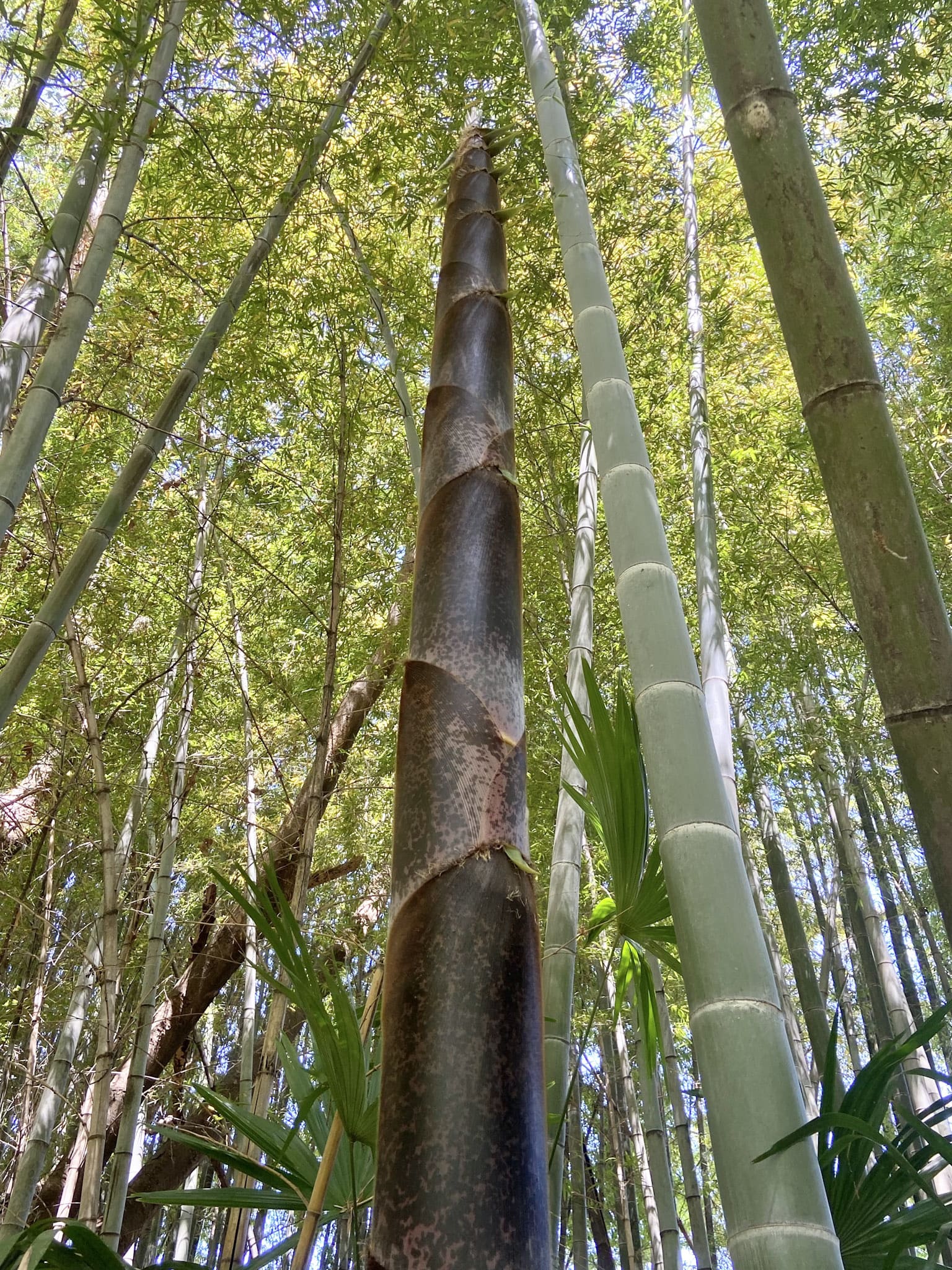 暗い林内で、ものすごいスピードで伸びるモウソウチク。普通の植物は伸長成長（高く伸びる成長）を行う際、葉を何枚も展開して養分を合成しながら林冠を目指すため、当然ながら日照が必要不可欠となる。一方タケは葉をほとんど出さず、タケノコの状態で伸長成長を行うため、光を必要としない。養分は地下茎から常に供給されるため、余裕で生計も立てられる。タケに侵入された時点で、他の植物に勝ち目はないのである。