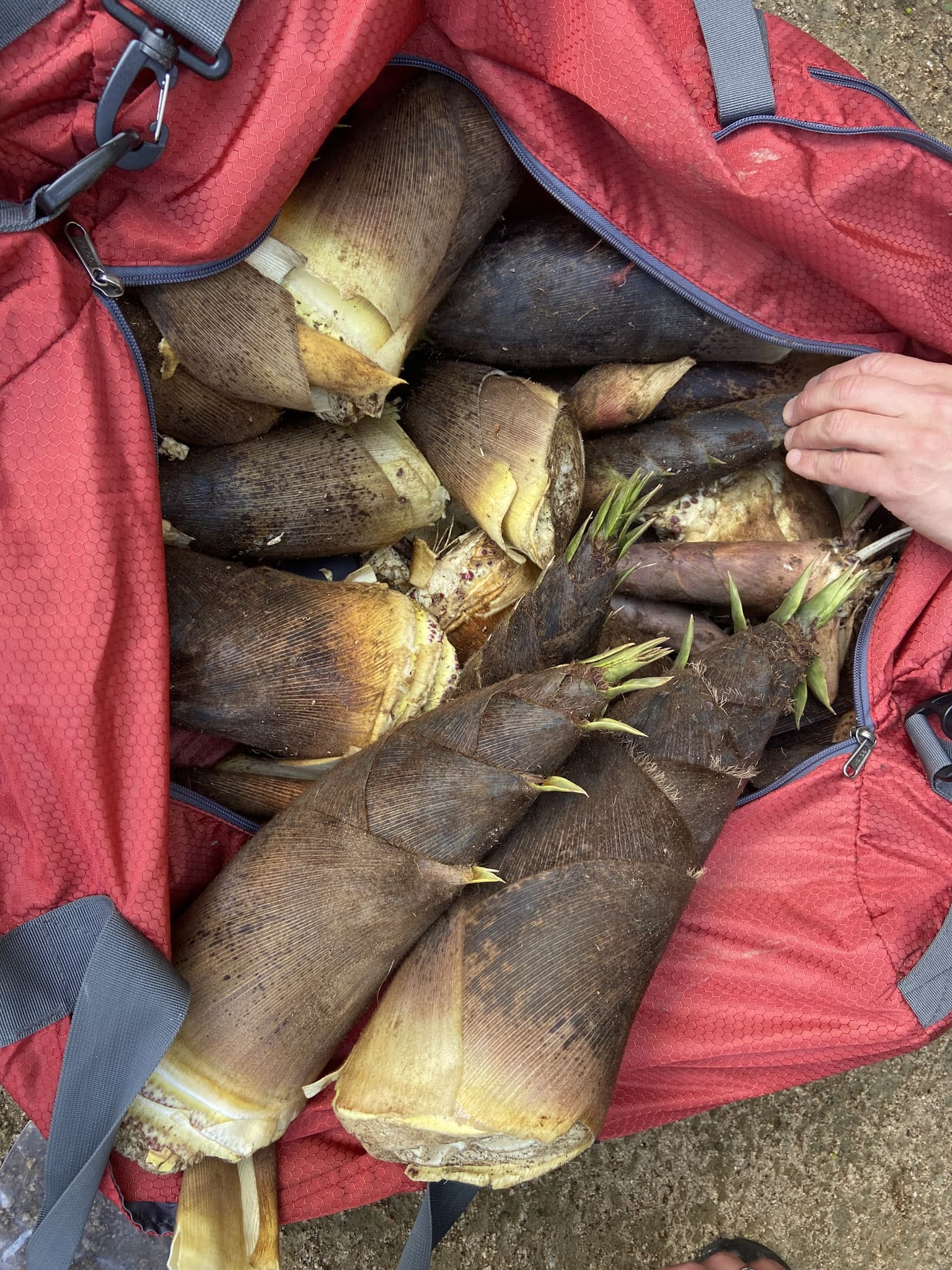 モウソウチクのタケノコ。タケノコの頭が土からわずかにはみ出たぐらいのモノを、スコップで掘り起こす。バターと醤油で炒めると美味しい。