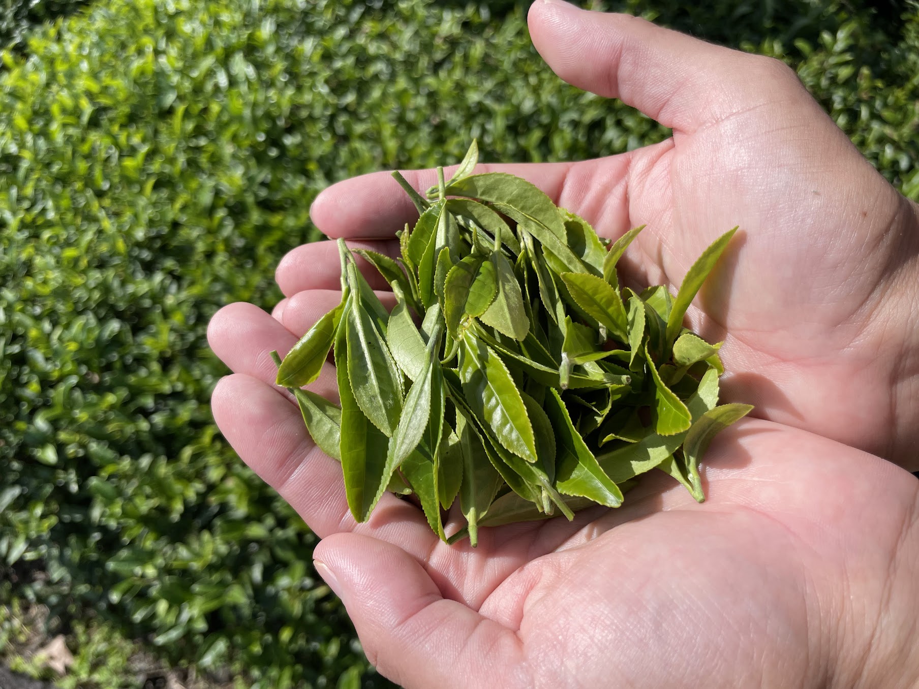 春日村の在来茶の茶葉