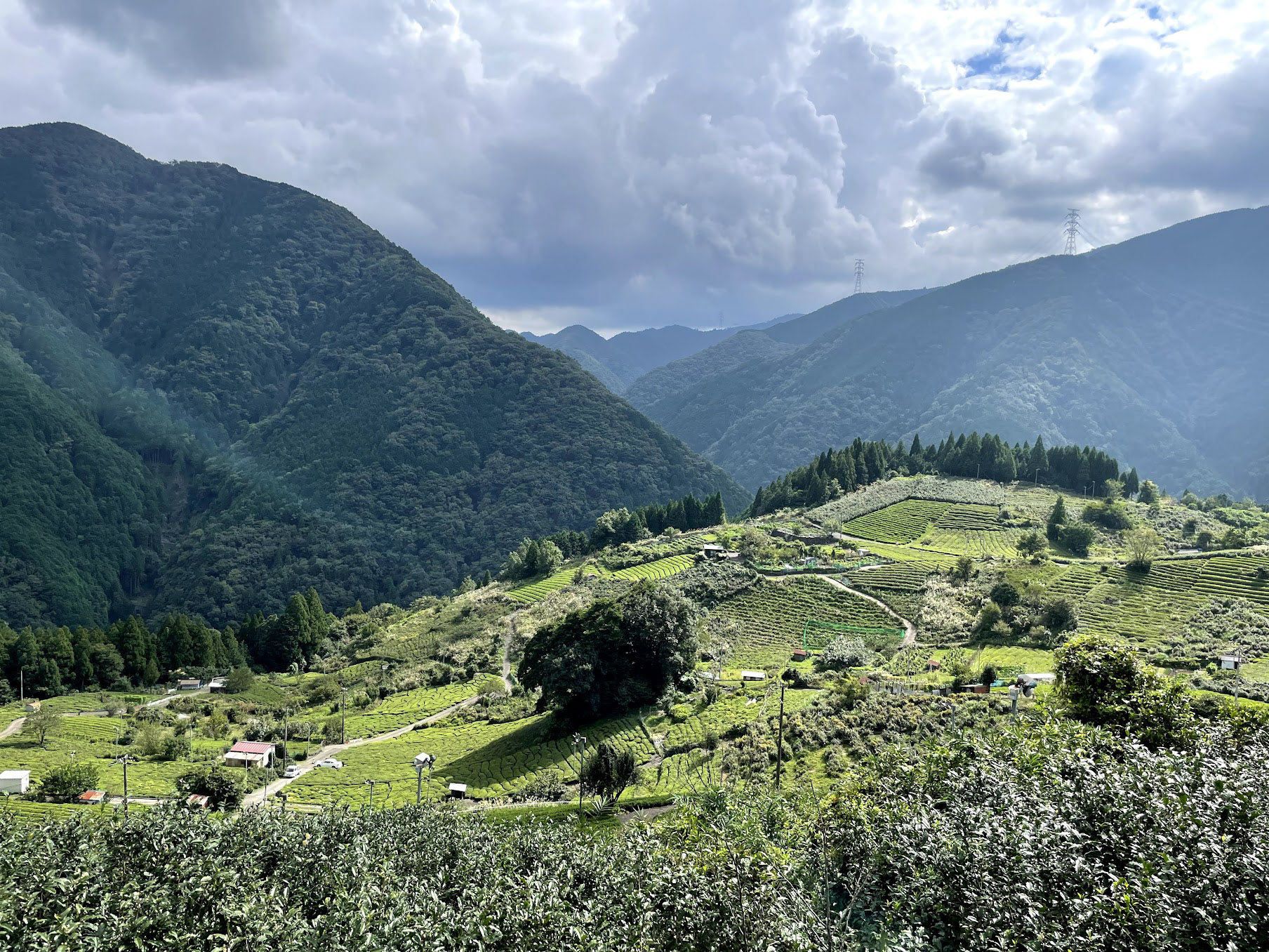 春日村の茶畑は「岐阜のマチュピチュ」とも呼ばれる。