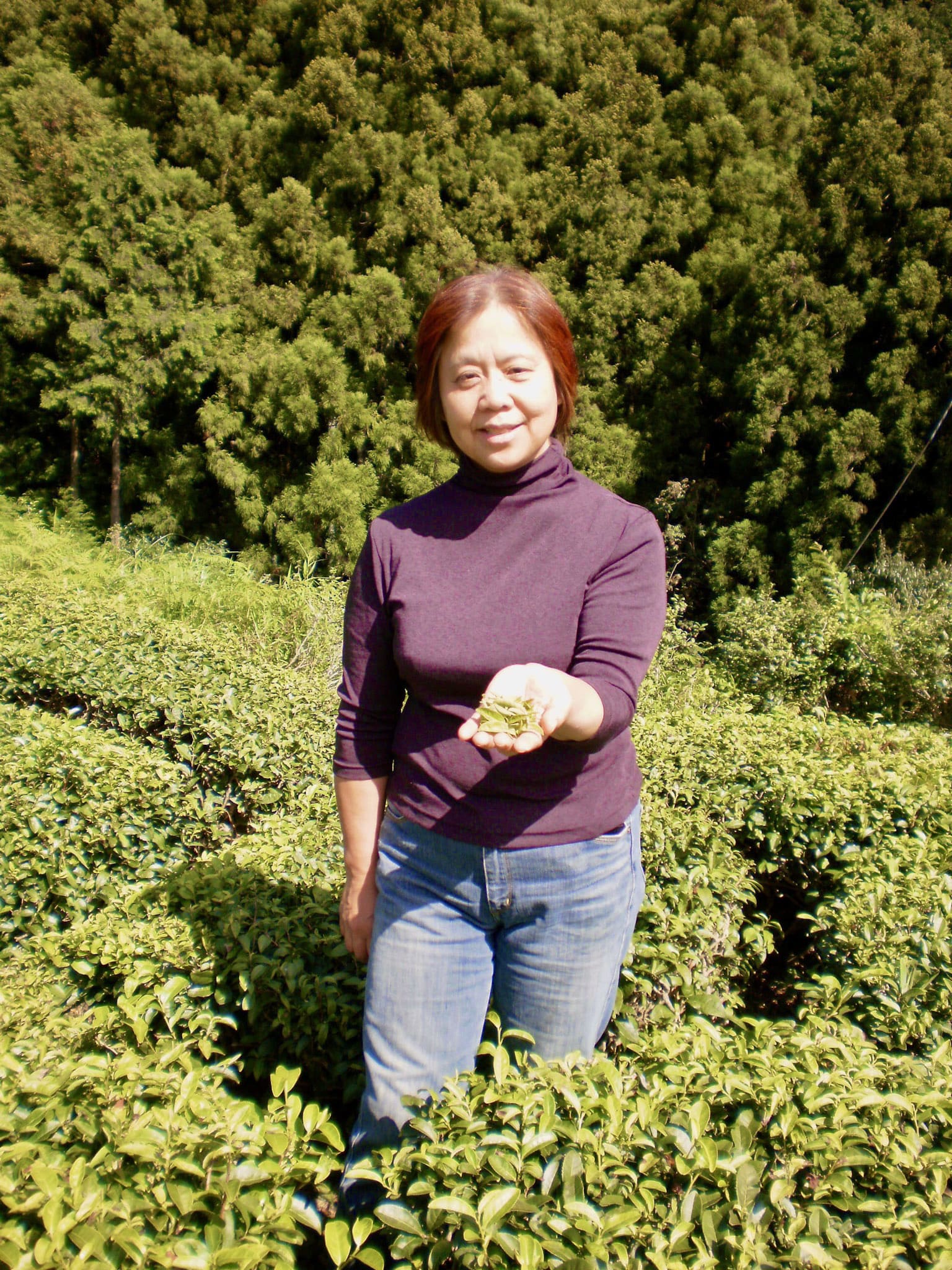 春日村の在来茶を守り育ててきた中村さよさん