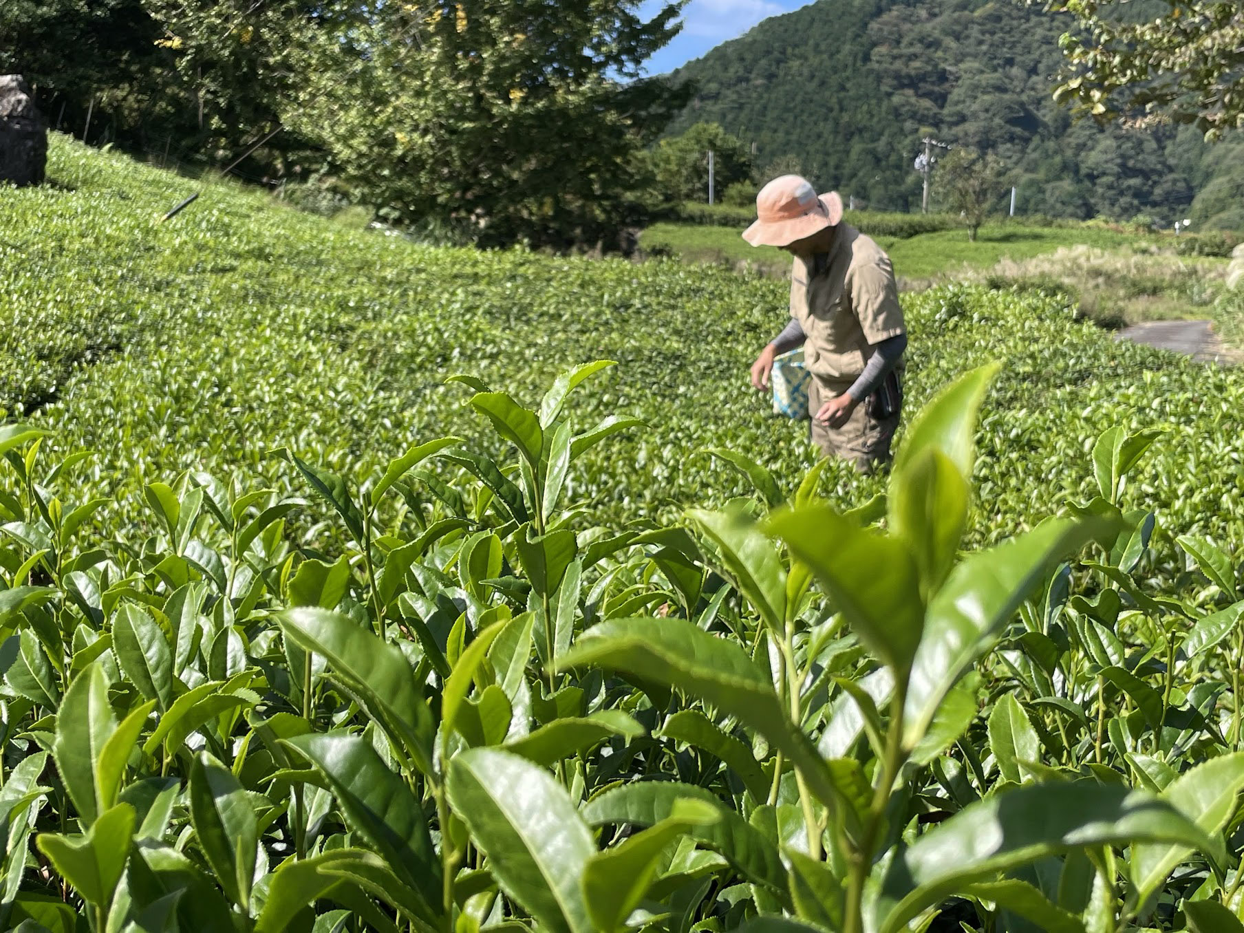 ちゃぼぼ園の茶畑
