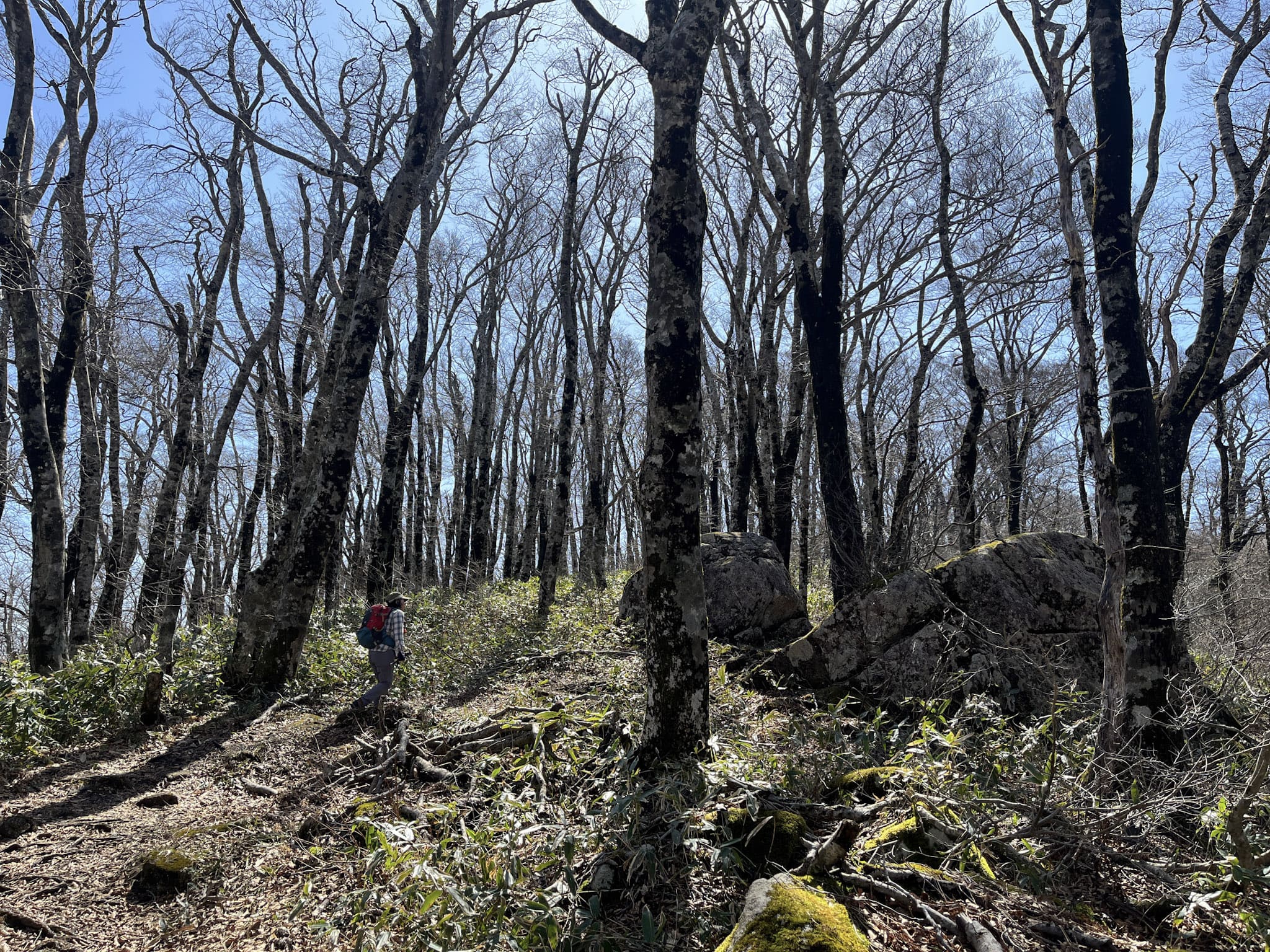 ブナ林に大きな岩が混じり合う。