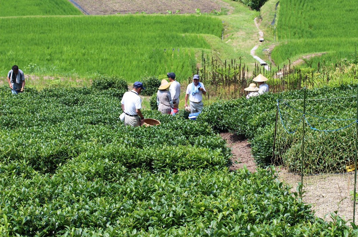 茶畑で作業をする茶温会のメンバーたち