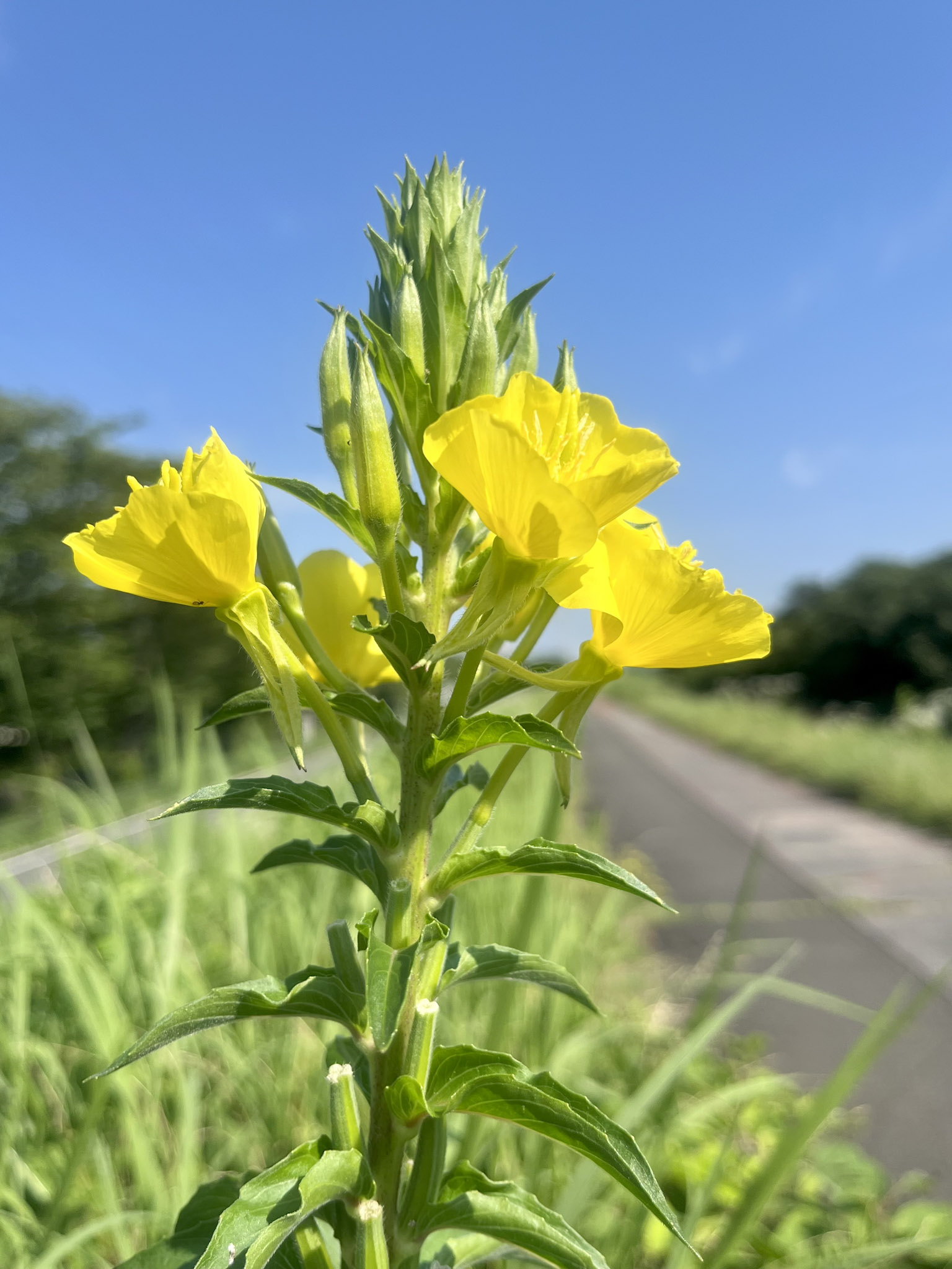 メマツヨイグサの花