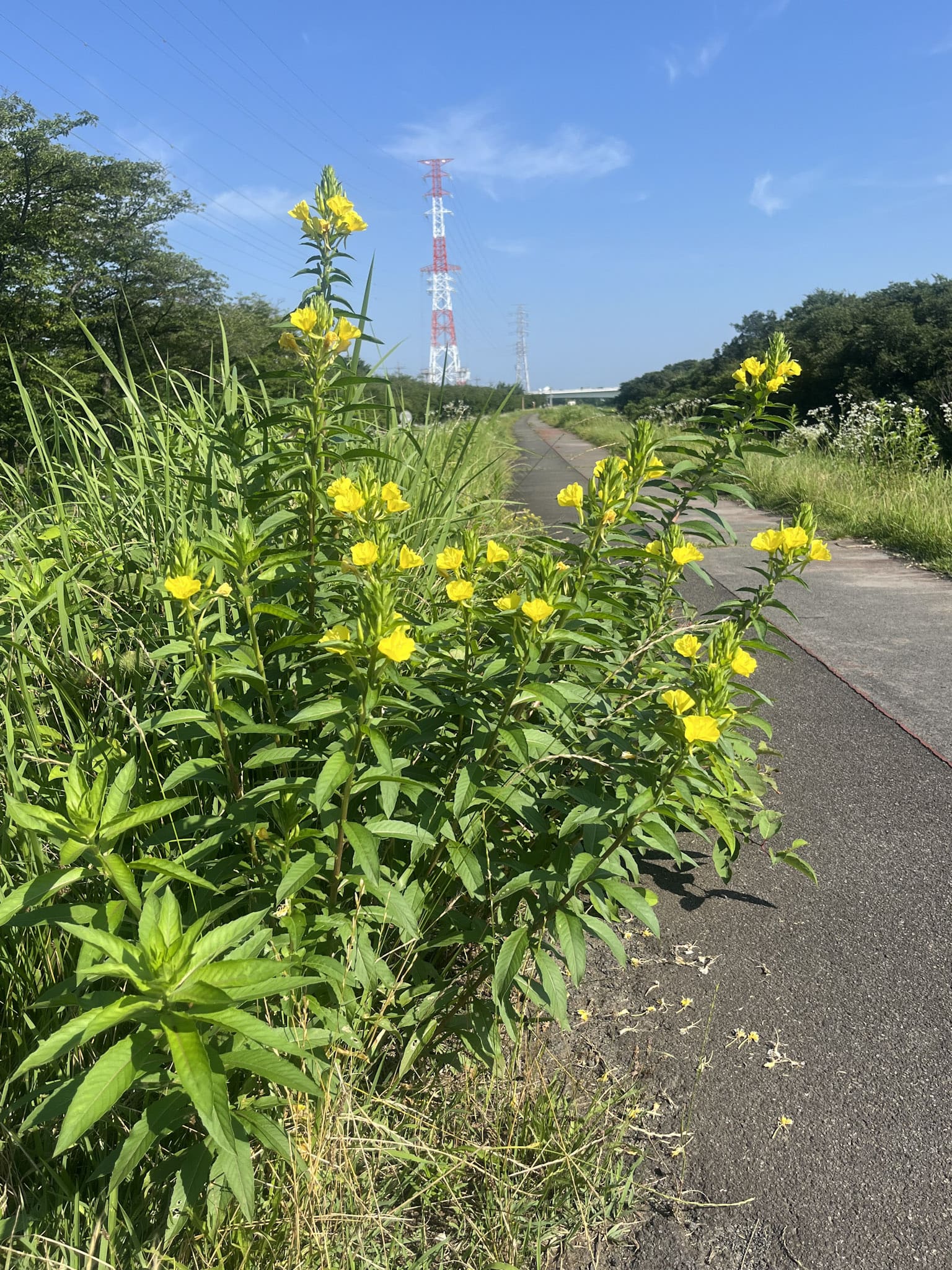 河川敷の自転車道沿いで花を咲かせていたメマツヨイグサ。砂利や割れたアスファルトのような、貧栄養の地表にも定着できる。東京都日野市にて。