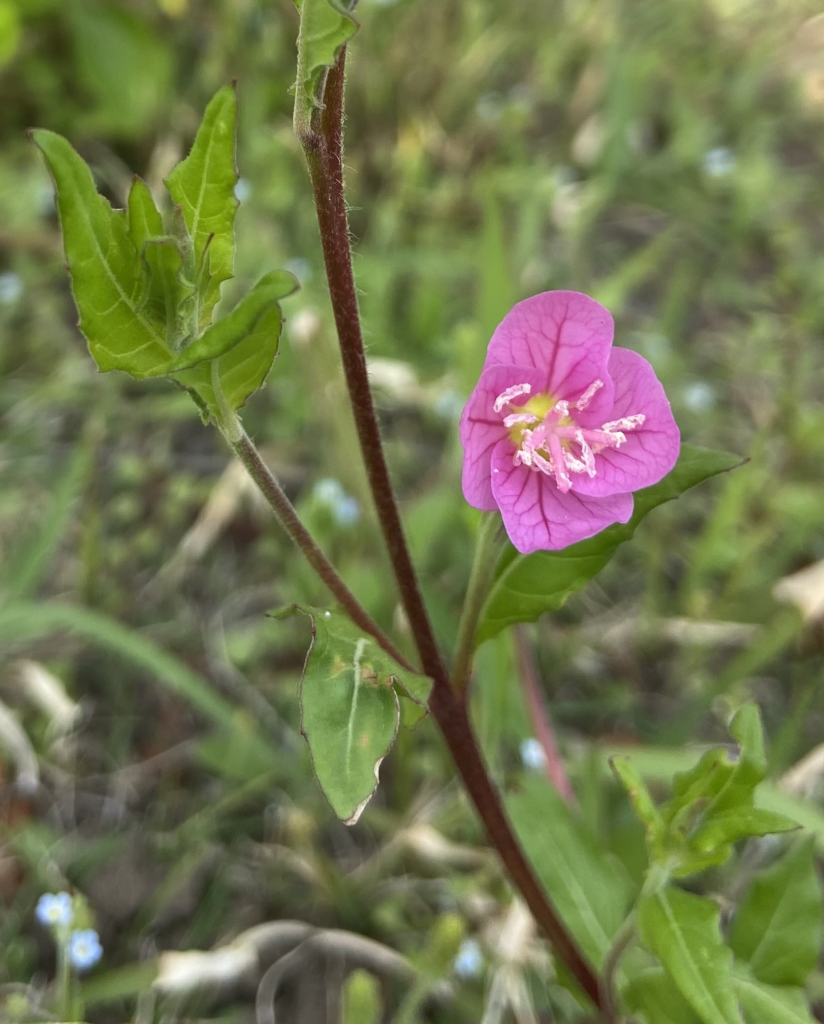 同じくマツヨイグサ属の「ユウゲショウ」(Oenothera rosea)。アメリカ大陸原産で、日本には明治時代に園芸植物として持ち込まれた。現在では関東以西の広い範囲で野生化している。夕暮れ近くになると、艶っぽく赤らんだ花を咲かせることから、「夕化粧」というなんとも風流な名前がついた。神奈川県横須賀市にて。