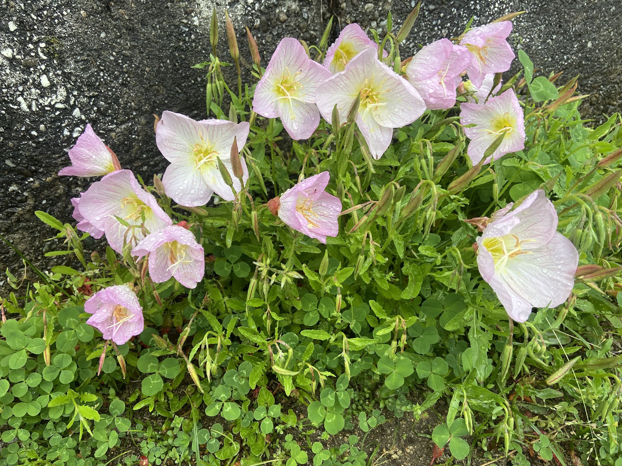 「ヒルザキツキミソウ」(Oenothera speciosa)。兵庫県西宮市にて。
