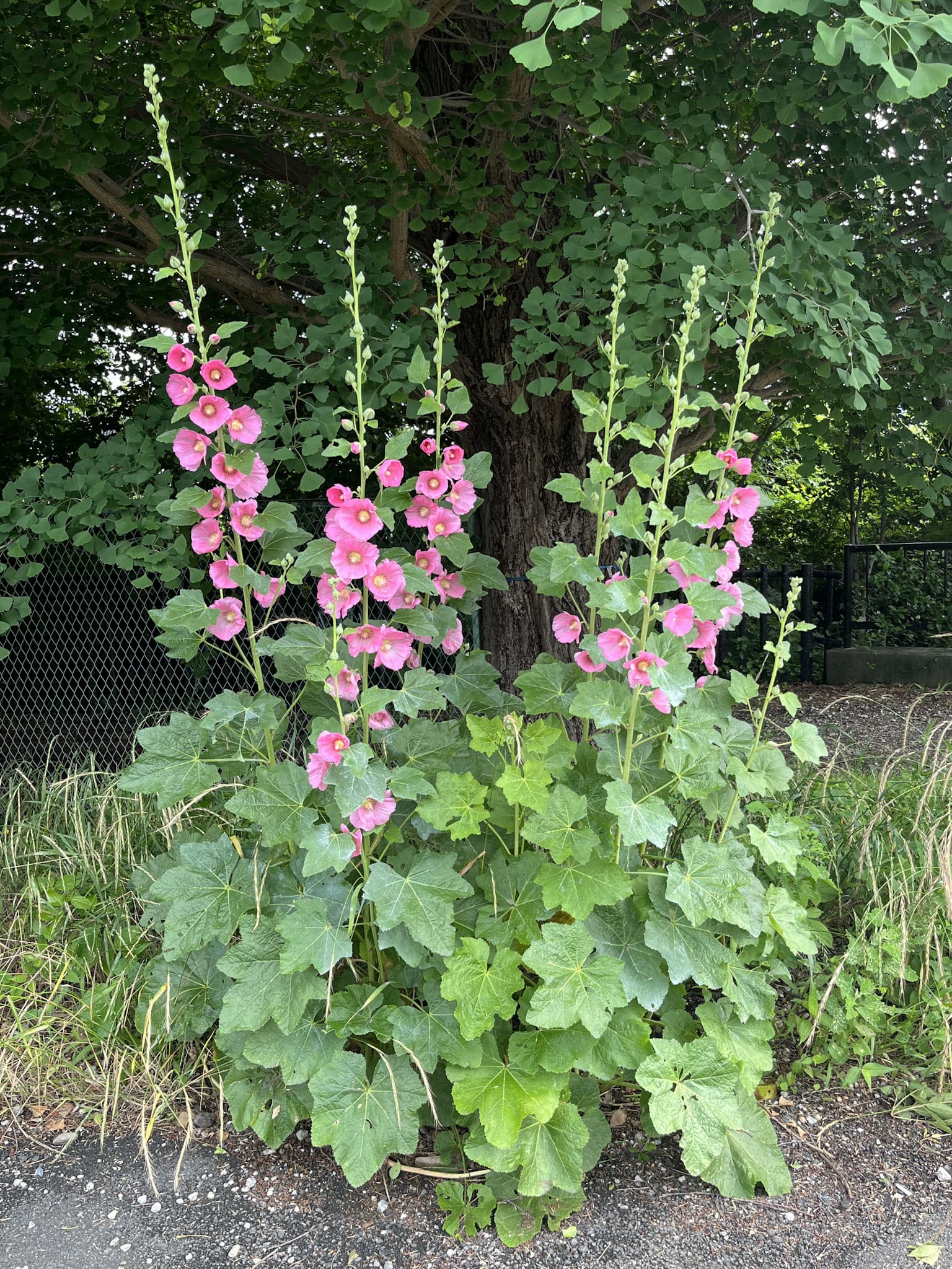 初夏に華麗な花を咲かせる「タチアオイ」(Althaea rosea)。平安時代に渡来して以降、こぼれ種で増え続けて日本中に分布を拡大させた帰化植物。東京都三鷹市にて。