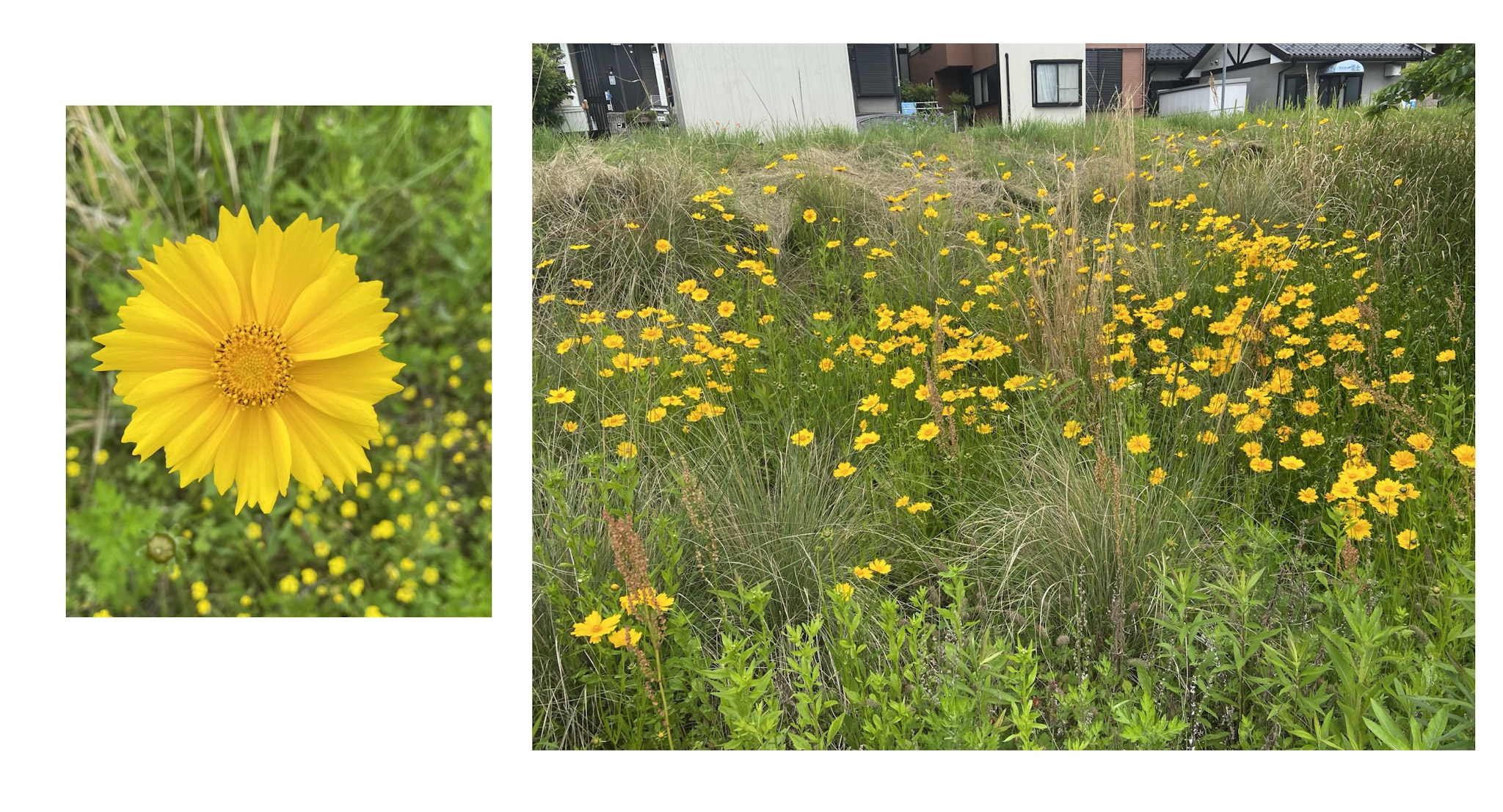特定外来生物に指定されている、「オオキンケイギク」(Coreopsis lanceolata)。キク科ハルシャギク属、北アメリカ原産で、明治時代に鑑賞目的で日本に移入された。河川や海岸で在来の草本を駆逐しながら分布を広げる傍若無尽な生態から、2006年に特定外来生物に指定された。写真は滋賀県大津市にて。