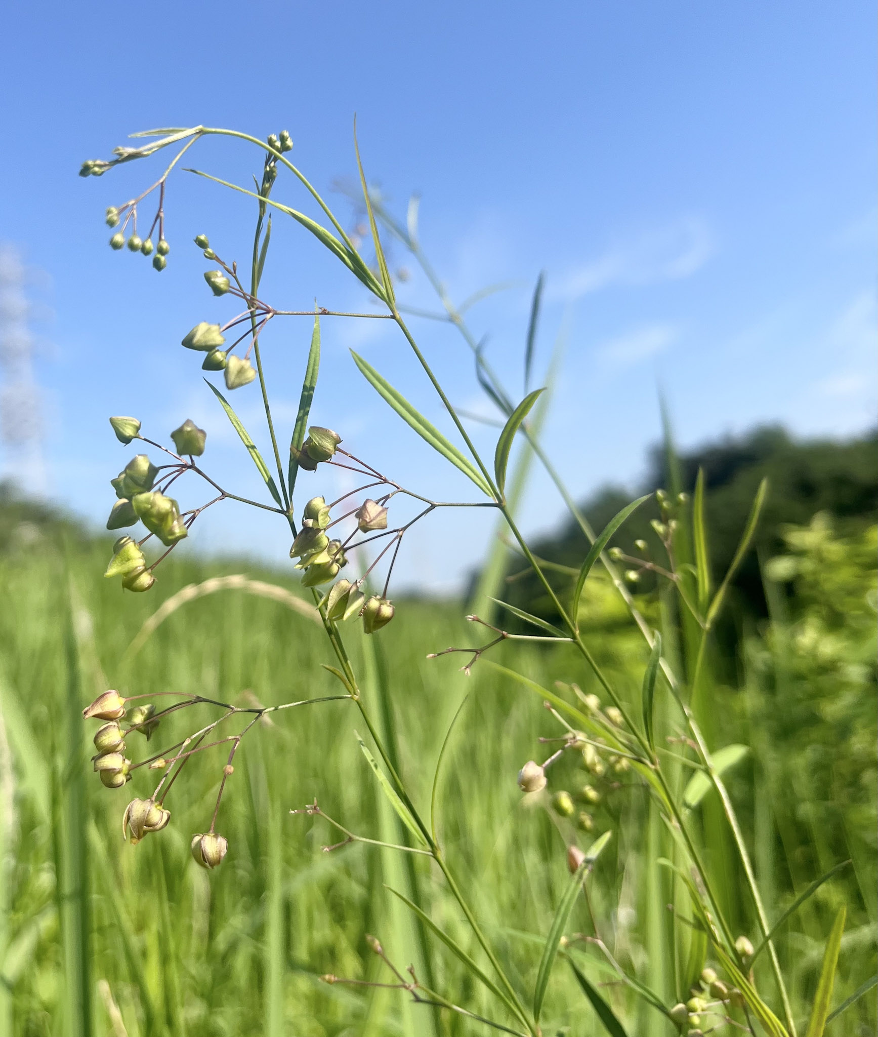 河川敷の草原は、希少な在来草本植物の宝庫。こちらはキョウチクトウ科の「スズサイコ」(Vincetoxicum pycnostelma)。夜遅くに咲いた花は、朝早くにしぼんでしまう。アレチウリが侵入した河原では、こういう植物は軒並み姿を消す。東京都日野市・多摩川河川敷にて。