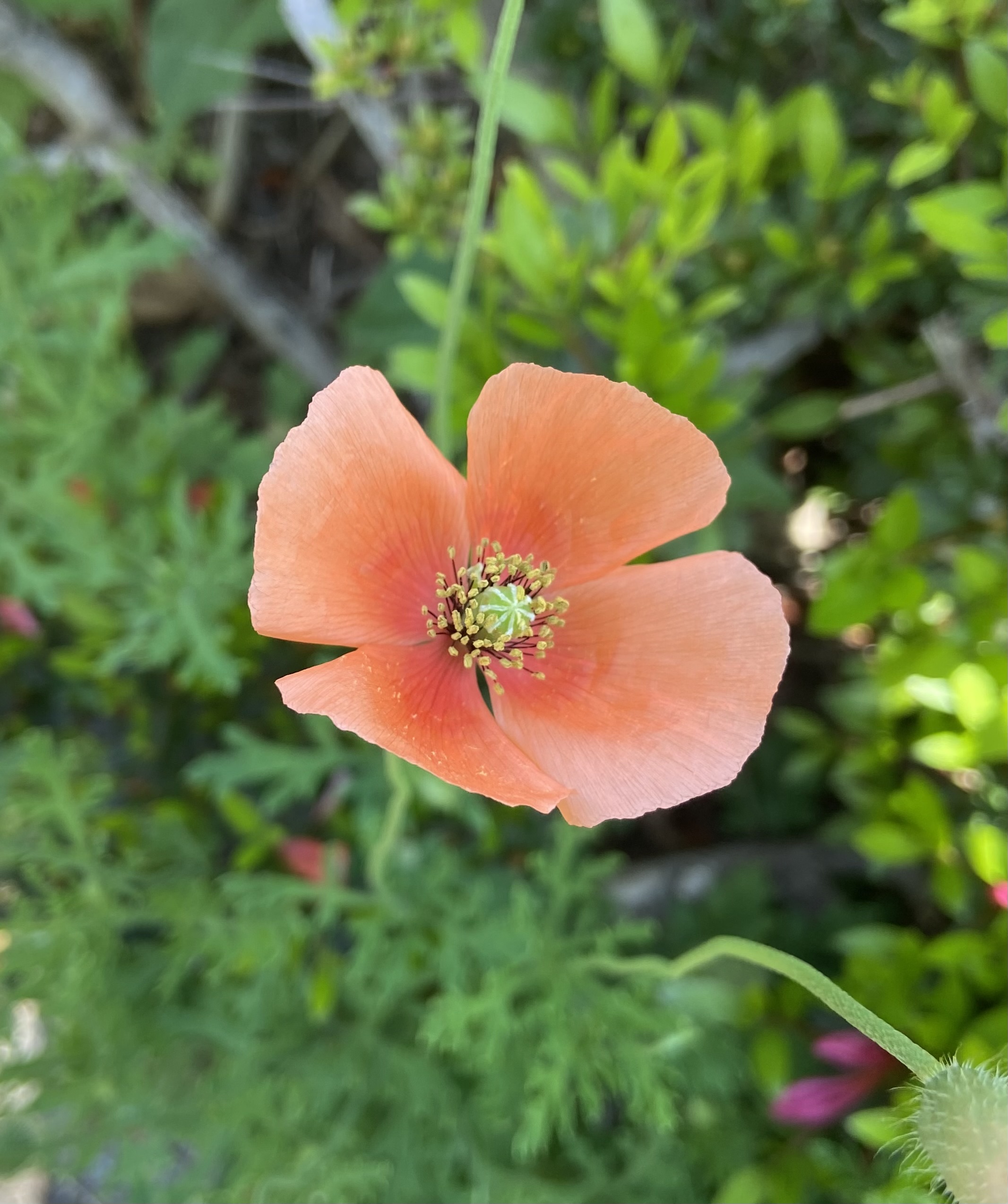 ナガミヒナゲシの花。園芸植物として盛んに植栽されるポピーと同属。“花が可愛いから”という理由で、雑草むしりの際にも残されやすく、それが分布拡大の一助になったと推察されている。