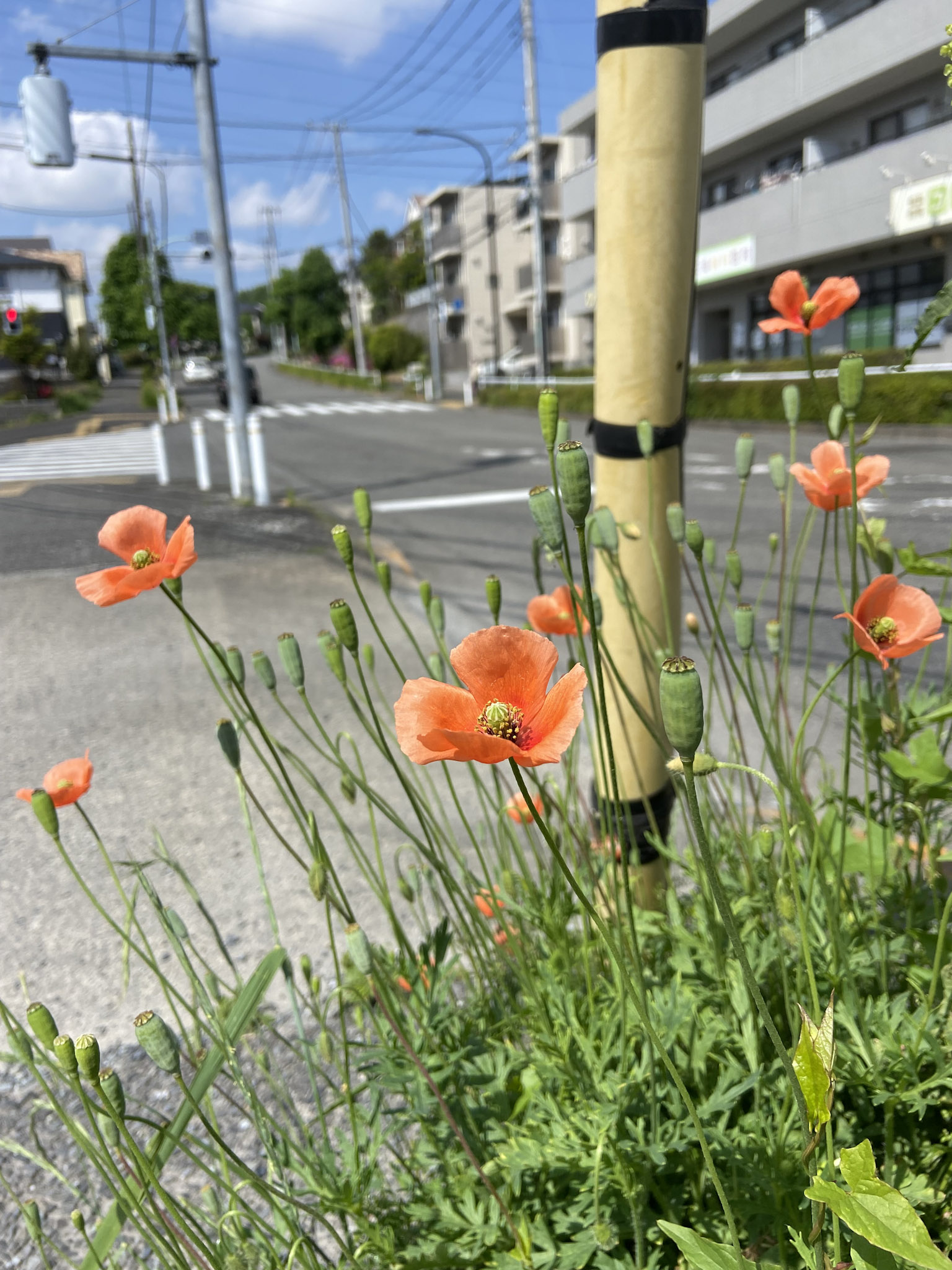 道路沿いで小さなお花畑をつくる「ナガミヒナゲシ」。東京都町田市にて。交通量とナガミヒナゲシの個体数の関係性を研究した論文によると、高速道路のIC付近、国道の大きな交差点付近など、遠方から来る車がまとまって通過するような立地で個体数が最大になるという。