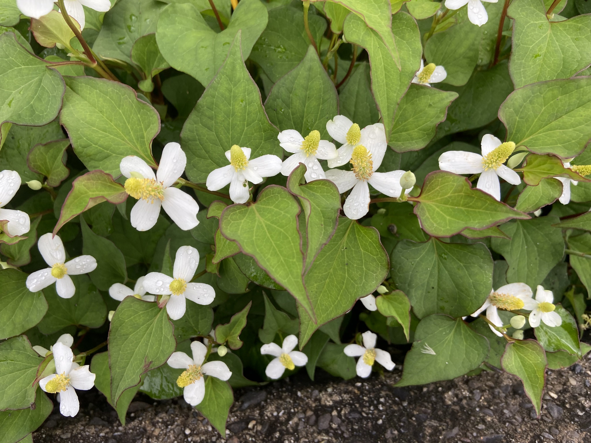 初夏に咲くドクダミの花。海の水が冷たい日本海側では、“ドクダミの花が咲く頃には、泳げるぐらい海水が暖かくなる”という、季節感を表すシグナルとして用いられたらしい。写真は奈良県吉野町にて。