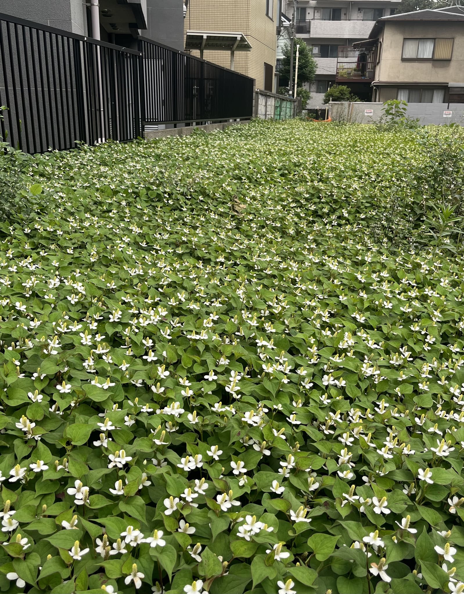 空き地を埋め尽くすドクダミの群落。ドクダミの地下茎の成長スピードは凄まじく、放っておくとあっという間にドクダミのお花畑が完成する。こんなふうに、人間の住居のすぐそばで地下茎を伸ばしながら、数千年間にわたって細々と暮らしてきたのである。東京都渋谷区にて。