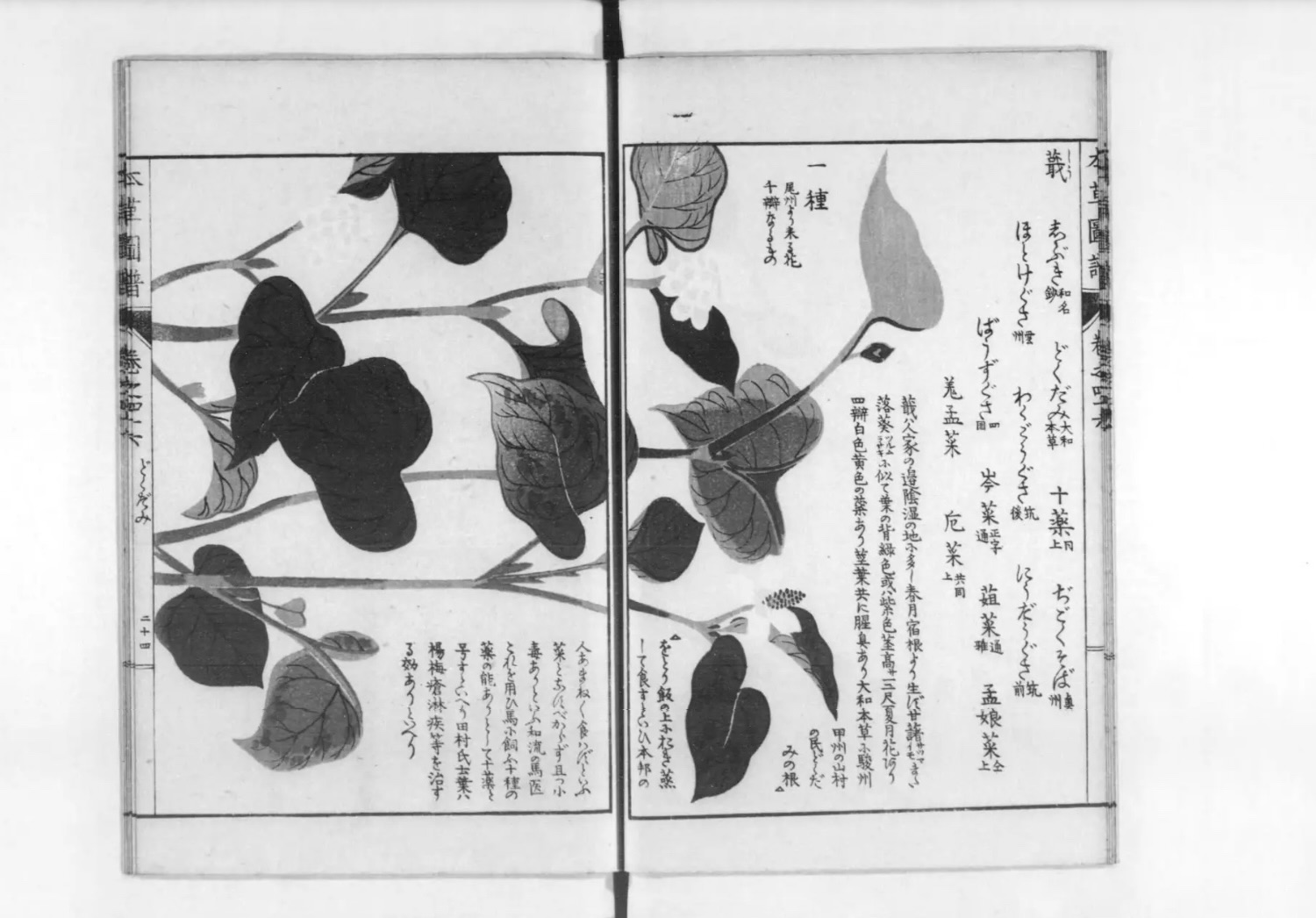 本草学者・岩崎灌園によって江戸時代後期(1828年)に刊行された『本草図譜』。日本で最初の植物図鑑であり、ドクダミも“しぶき”という名前で載っている。デカノイルアセトアルデヒドは、強力な殺菌作用を持っており、古くから傷薬、皮膚病や食中毒の治療に用いられた。西暦918年に書かれた薬草辞典『本草和名』にもドクダミの薬効についての記述があり、相当に古い時代から利用されてきた薬草であることが伺える(国立国会図書館デジタルコレクションより画像を引用)