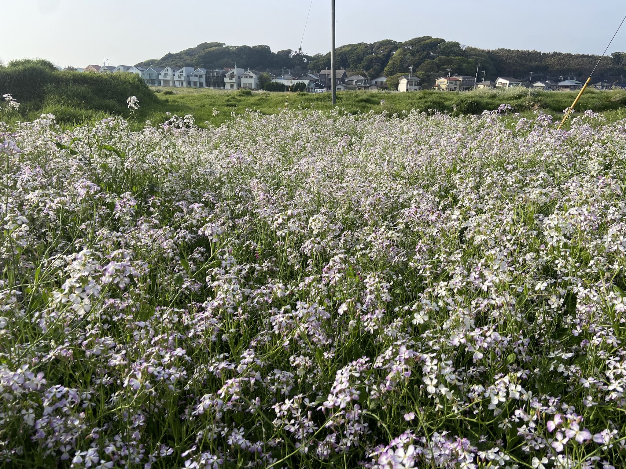 「ハマダイコン」。春の終わり頃の数日間だけ、海沿いの空き地に薄紫の絨毯をこしらえる。従来、栽培種のダイコンが野生化したものと考えられてきたが、近年になって遠い昔に持ち込まれた外来植物である可能性が指摘されるようになった。神奈川県三浦市にて。