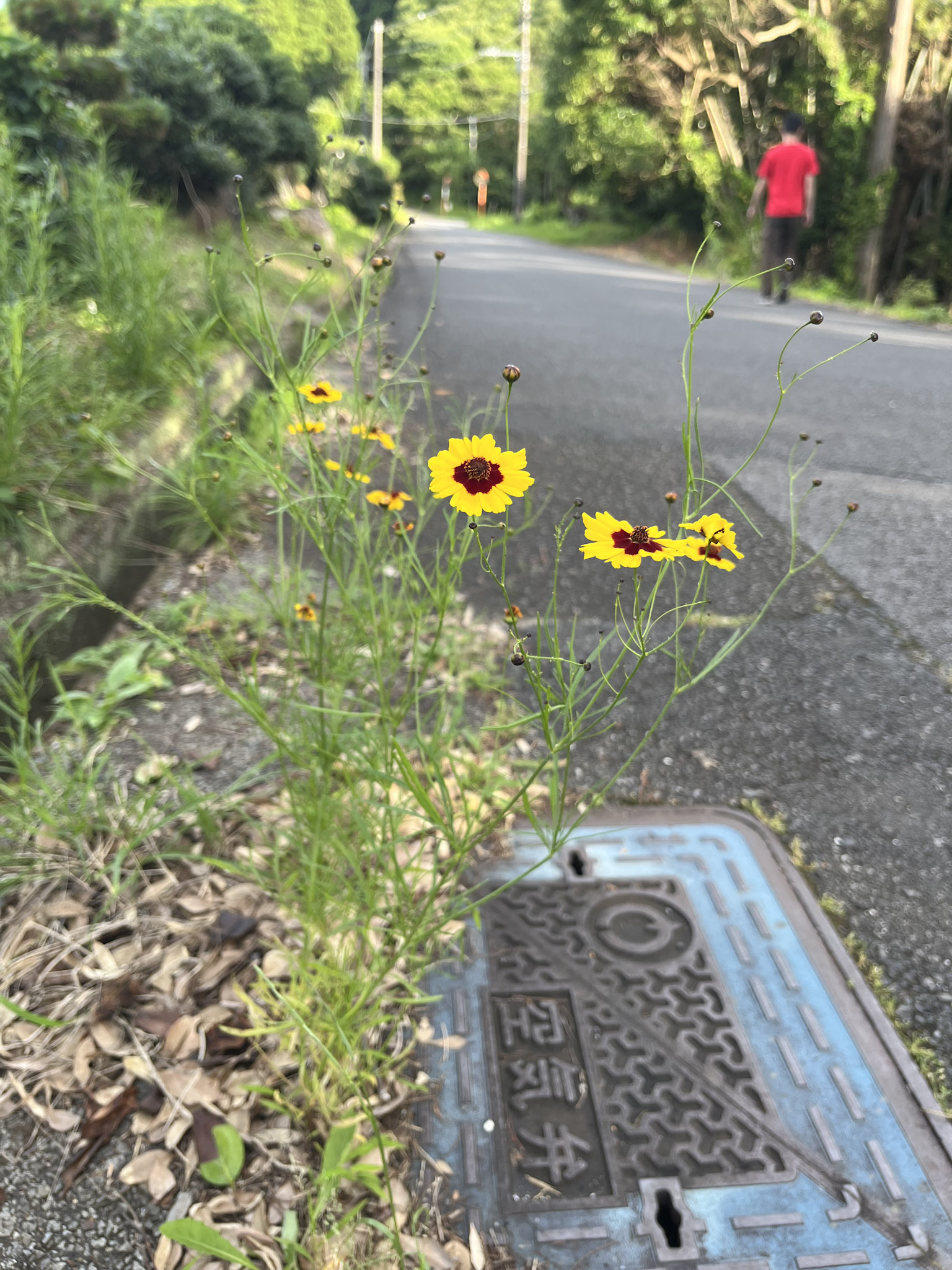 道路脇で発芽した「ハルシャギク」。外来種のタネは、自動車のタイヤの溝などに挟まって、人間の移動経路をなぞるようにして分布を拡大させていく。