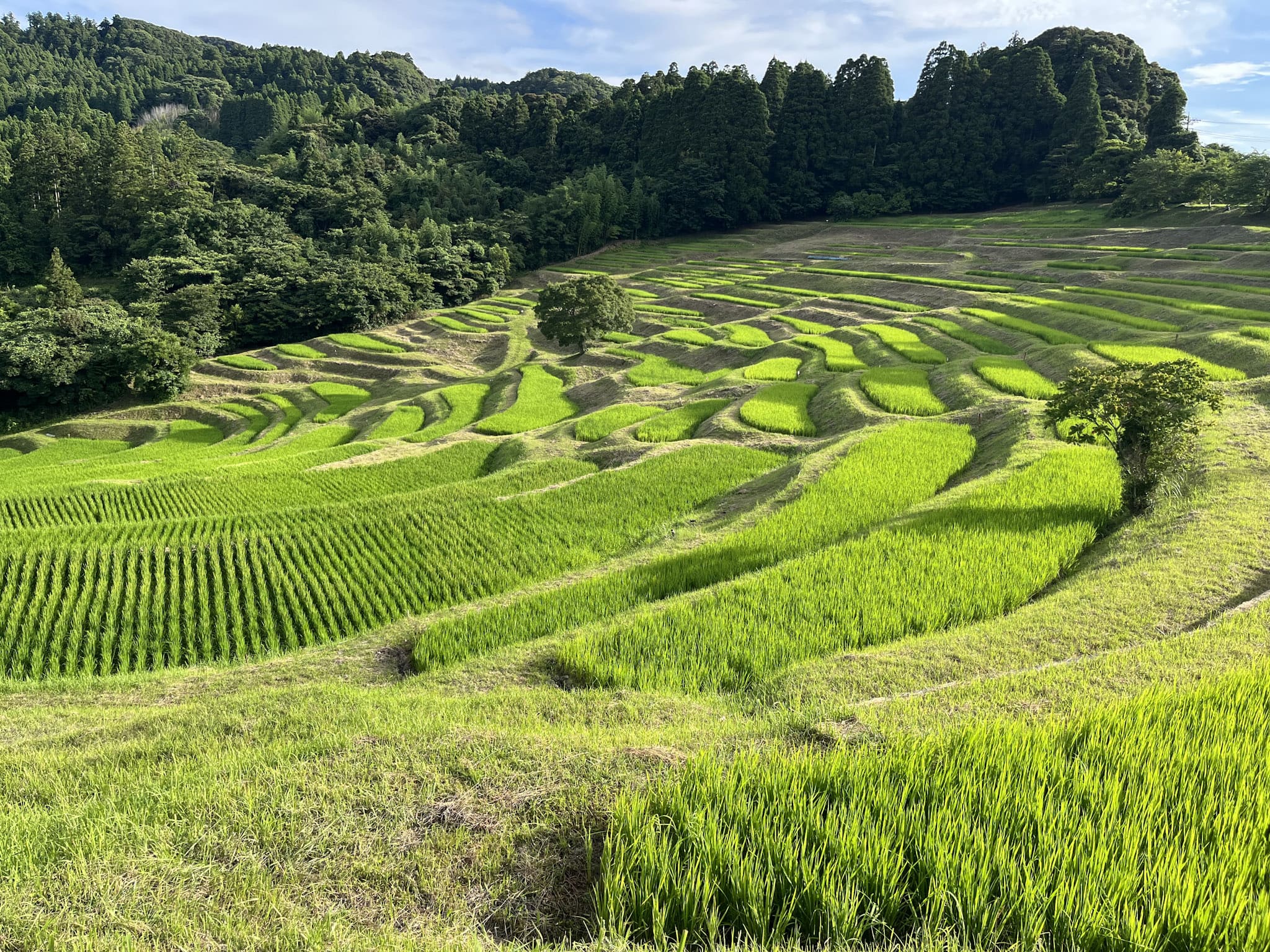 千葉県鴨川市の大山千枚田。いかにも“日本の原風景”という感じの景色だが、そもそも稲も外来種。田んぼを中心とした畦・水田内部の植生も、稲作の伝来に伴って日本に侵入した史前帰化植物によって占められている。稲作は日本に膨大な種数の外来植物を招いたと言えるが、現代の私たちにその善悪を語ることはできない。
