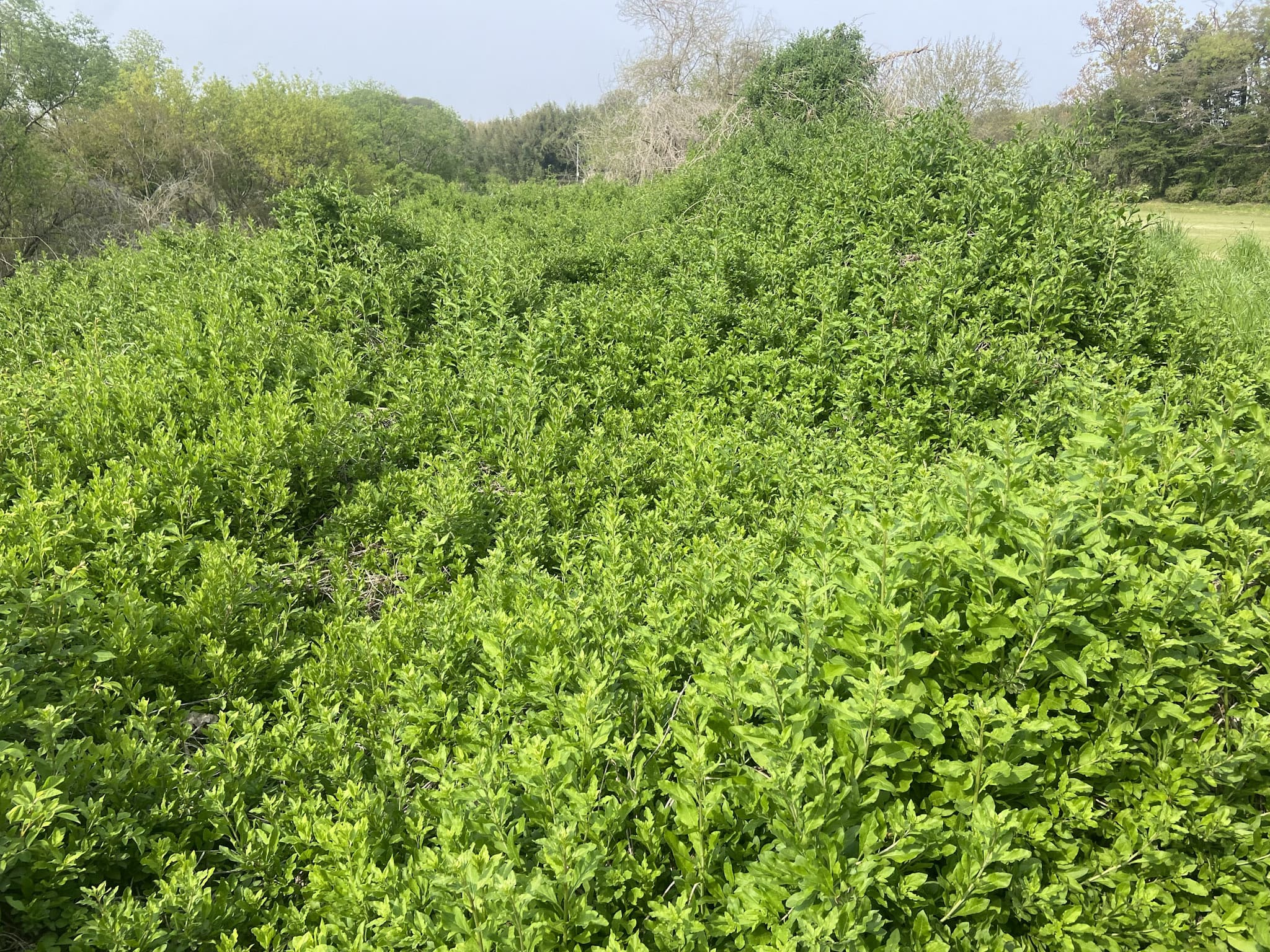 外来植物は、人為的に形成された僅かなニッチを巧みに利用して生きている。こちらは埼玉県桶川市・荒川河川敷で群生していた「クコ」(Lycium chinense)。窒素分を多く含む土壌を好み、周囲の田畑から肥料や農業残渣が流入した河川敷で大繁殖することがある。